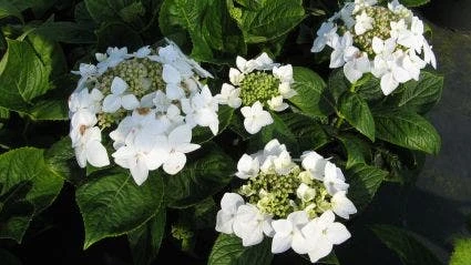 Hortensia (Hydrangea Macrophylla 'Lanarth White') 4 Hortensia (Hydrangea Macrophylla 'Lanarth White') - Afbeelding 2