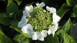 Hortensia (Hydrangea Macrophylla 'Lanarth White') -PlantenPracht Winkel 20120225172724 4 1