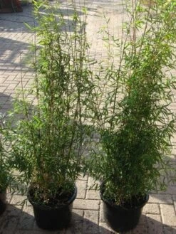 Niet Woekerende Bamboe (Fargesia 'Jiuzhaigou') -PlantenPracht Winkel 20120226104717 4 2