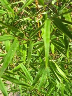 Niet Woekerende Bamboe (Fargesia 'Jiuzhaigou') -PlantenPracht Winkel 20120226104740 4 2