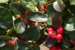 Bergthee / Patrijzenbes (Gaultheria Procumbens) -PlantenPracht Winkel 20120226104835 2 1