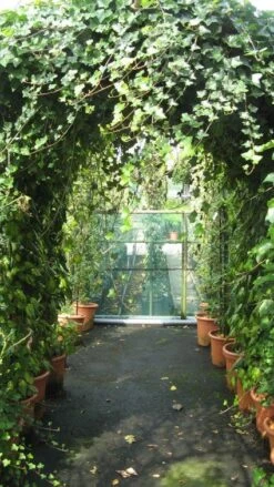 Klimop In Boogvorm (Hedera Hibernica) -PlantenPracht Winkel 20120226104942 1