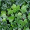 Klimop Als Prieel (Hedera Hibernica) -PlantenPracht Winkel 20120226105214 1 2