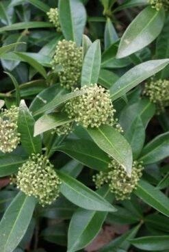Skimmia (Skimmia Confusa 'Kew Green') 11 Skimmia (Skimmia Confusa 'Kew Green') -PlantenPracht Winkel 20120228154231 3