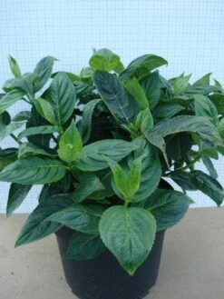 Hortensia (Hydrangea Macrophylla 'Lanarth White') -PlantenPracht Winkel 20120305134546 4 1