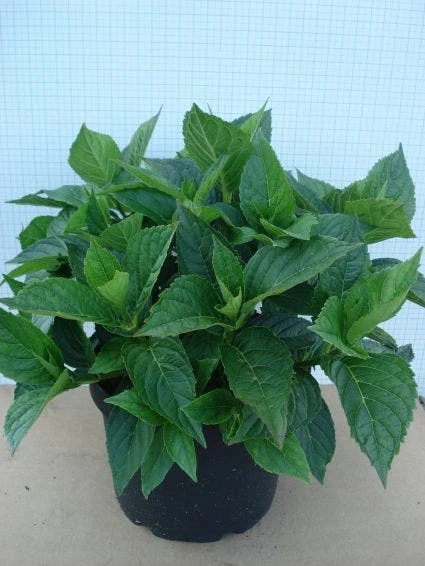 Hortensia (Hydrangea Macrophylla 'Mariesii Perfecta') 3 Hortensia (Hydrangea Macrophylla 'Mariesii Perfecta')