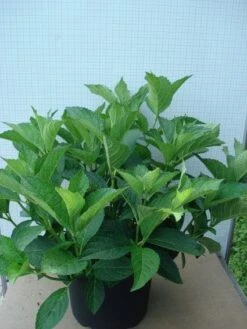 Hortensia (Hydrangea Macrophylla 'Soeur Therese') -PlantenPracht Winkel 20120305134857 3 1