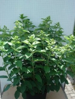 Pluimhortensia (Hydrangea Paniculata 'Unique') 13 Pluimhortensia (Hydrangea Paniculata 'Unique') -PlantenPracht Winkel 20120305135303 5