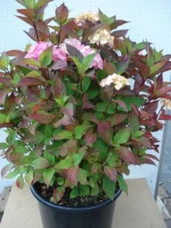 Hortensia (Hydrangea 'Preziosa') 8 Hortensia (Hydrangea 'Preziosa') -PlantenPracht Winkel 20120305135348 2