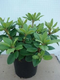 Rhododendron (Rhododendron Catawbiense 'Boursault') -PlantenPracht Winkel 20120305135536 2 2