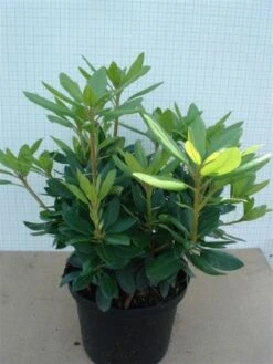 Rhododendron (Rhododendron Catawbiense 'Grandiflorum') -PlantenPracht Winkel 20120305135657 13 1