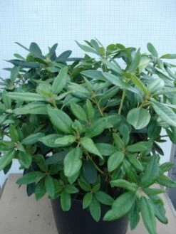 Rhododendron (Rhododendron 'Percy Wiseman') -PlantenPracht Winkel 20120305140017 1