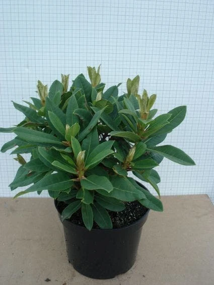 Rhododendron (Rhododendron 'Red Jack') 4 Rhododendron (Rhododendron 'Red Jack') - Afbeelding 2