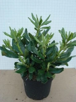 Rhododendron (Rhododendron 'Nova Zembla') -PlantenPracht Winkel 20120305140253 7 3