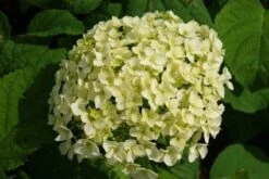 Hortensia (Hydrangea 'Strong Annabelle') -PlantenPracht Winkel 20120716105647 1 1