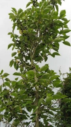 Papiermoerbei (Broussonetia Papyrifera) 8 Papiermoerbei (Broussonetia Papyrifera) -PlantenPracht Winkel 20120821143622 5