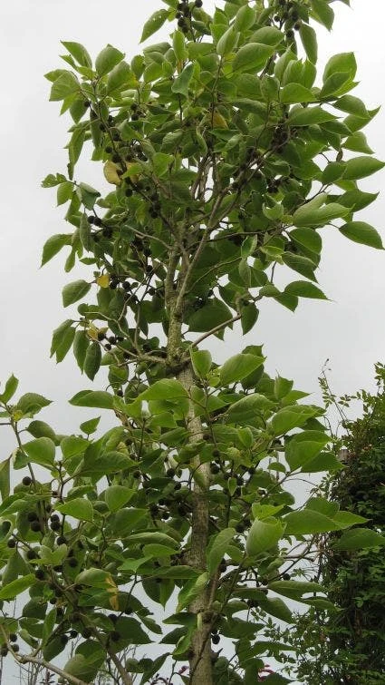 Papiermoerbei (Broussonetia Papyrifera) 5 Papiermoerbei (Broussonetia Papyrifera) - Afbeelding 3