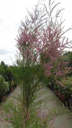 Tamarisk (Tamarix Ramosissima) -PlantenPracht Winkel 20120821144844 3