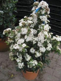 Groenblijvende Sneeuwbal (Viburnum Tinus 'Eve Price') -PlantenPracht Winkel 20120821145045 50 10 1