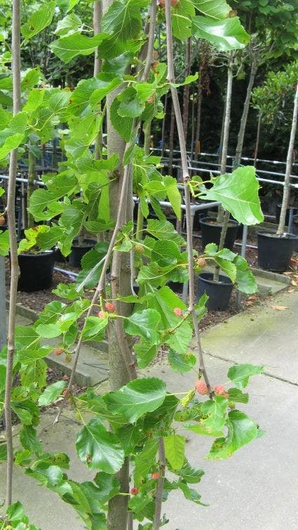 Moerbei Als Treurboom (Morus Alba 'Pendula') 4 Moerbei Als Treurboom (Morus Alba 'Pendula') - Afbeelding 2