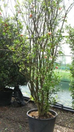 Granaatappel Als Struik (Punica Granatum) -PlantenPracht Winkel 20120821153129 7