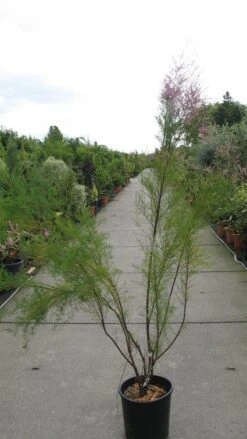 Tamarisk (Tamarix Ramosissima) -PlantenPracht Winkel 20120821153712 3