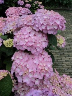 Hortensia (Hydrangea 'Endless Summer' Roze) -PlantenPracht Winkel 20120826131346 1