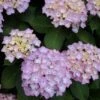 Hortensia (Hydrangea 'Endless Summer' Roze) -PlantenPracht Winkel 20120826131421 1