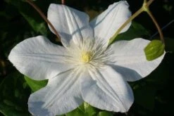 Bosrank (Clematis 'Madame Le Coultre') 12 Bosrank (Clematis 'Madame Le Coultre') -PlantenPracht Winkel 20120903131948 1 2