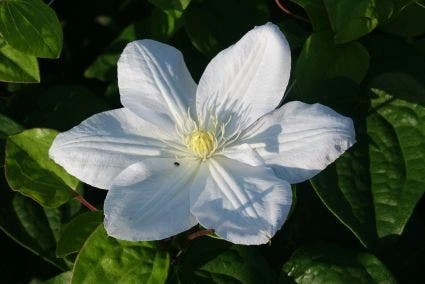 Bosrank (Clematis 'Madame Le Coultre') 4 Bosrank (Clematis 'Madame Le Coultre') - Afbeelding 2