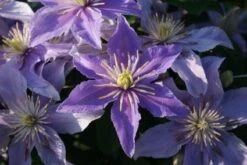 Bosrank (Clematis 'Justa') -PlantenPracht Winkel 20120919134614 1