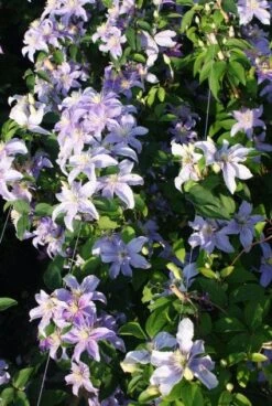 Bosrank (Clematis 'Justa') -PlantenPracht Winkel 20120919134633 1 2