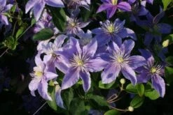 Bosrank (Clematis 'Justa') -PlantenPracht Winkel 20120919134649 1 2