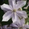 Bosrank (Clematis 'Justa')
