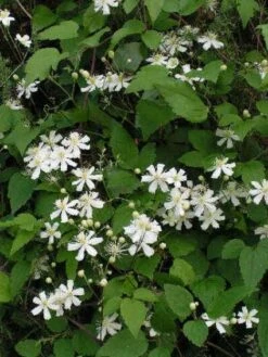 Bosrank (Clematis 'Paul Farges') -PlantenPracht Winkel 20120919135912 1 1