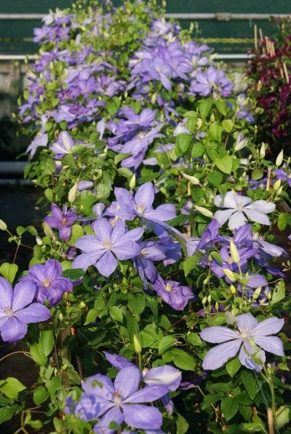 Bosrank (Clematis 'Mrs Cholmondeley') 4 Bosrank (Clematis 'Mrs Cholmondeley') - Afbeelding 2