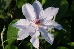 Bosrank (Clematis 'Snow Queen') -PlantenPracht Winkel 20120919152528 1 1