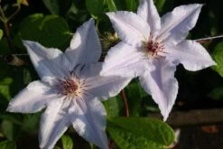 Bosrank (Clematis 'Snow Queen') -PlantenPracht Winkel 20120919152541 1 1