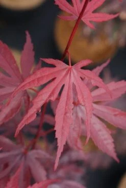 Japanse Esdoorn (Acer Palmatum 'Bloodgood') -PlantenPracht Winkel 20121003154404 12