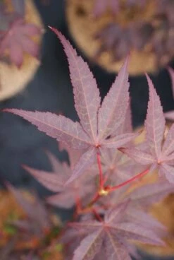 Japanse Esdoorn (Acer Palmatum 'Bloodgood') -PlantenPracht Winkel 20121003154430 12 1