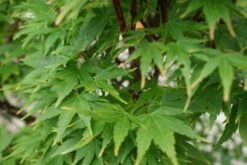 Japanse Esdoorn (Acer Palmatum 'Sangokaku') -PlantenPracht Winkel 20121003155550 9 1