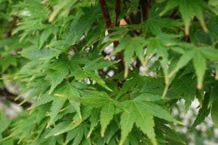 Japanse Esdoorn (Acer Palmatum 'Sangokaku') 10 Japanse Esdoorn (Acer Palmatum 'Sangokaku') - Afbeelding 8