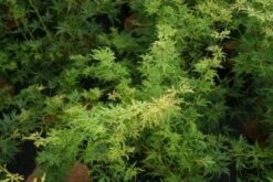 Japanse Esdoorn (Acer Palmatum 'Seiryu') -PlantenPracht Winkel 20121003155629 6