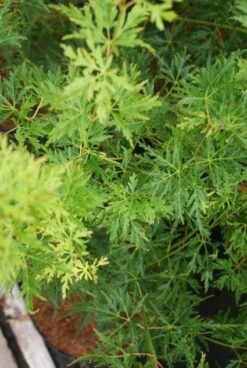 Japanse Esdoorn (Acer Palmatum 'Seiryu') -PlantenPracht Winkel 20121003155652 6