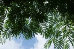 Perzische Slaapboom Als Struik (Albizia Julibrissin 'Ombrella') 13 Perzische Slaapboom Als Struik (Albizia Julibrissin 'Ombrella') -PlantenPracht Winkel 20121003160612 4