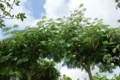 Perzische Slaapboom Als Struik (Albizia Julibrissin 'Ombrella') 14 Perzische Slaapboom Als Struik (Albizia Julibrissin 'Ombrella') -PlantenPracht Winkel 20121003160630 4