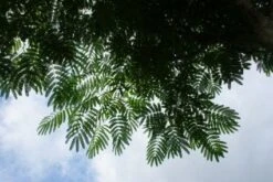 Perzische Slaapboom Als Struik (Albizia Julibrissin 'Ombrella') 15 Perzische Slaapboom Als Struik (Albizia Julibrissin 'Ombrella') -PlantenPracht Winkel 20121003160650 4