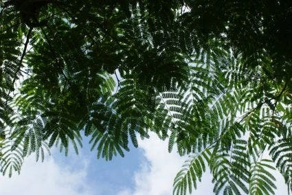 Perzische Slaapboom Op Stam (Albizia Julibrissin 'Ombrella' ) 3 Perzische Slaapboom Op Stam (Albizia Julibrissin 'Ombrella' )