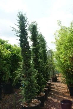 Zuilvormige Ceder (Cedrus Libani 'Fastigiata') -PlantenPracht Winkel 20121003161759 10 1