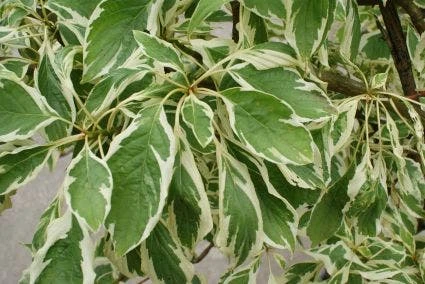 Reuzenkornoelje (Cornus Controversa 'Variegata') 12 Reuzenkornoelje (Cornus Controversa 'Variegata') - Afbeelding 10